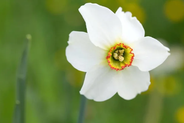 Pétales Fleur Jonquille Blanche Printemps — Photo