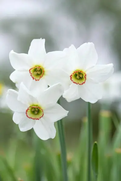 Beyaz Nergis Çiçekleri Bahar — Stok fotoğraf