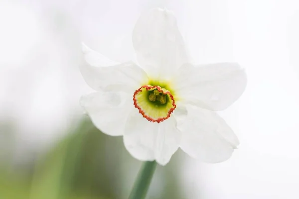 Bílé Květy Narcisů Jaro — Stock fotografie