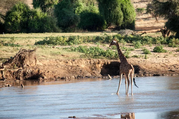 Afrika Nın Vahşi Zürafası — Stok fotoğraf