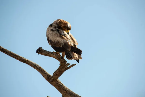 Aigle Sur Arbre Dans Savane Afrique — Photo