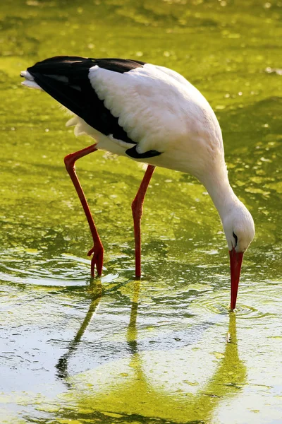 Schilderachtig Uitzicht Witte Ooievaar Bij Wilde Natuur — Stockfoto