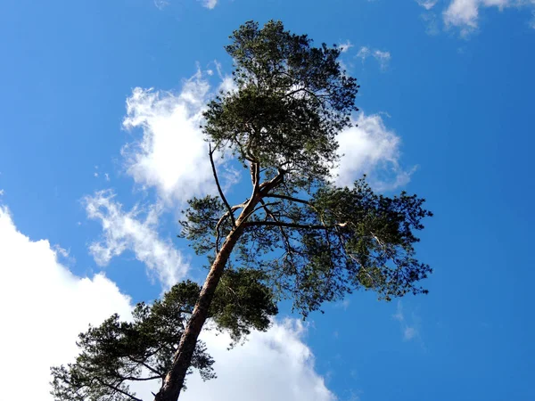 Baum Mit Blauem Himmel — Stockfoto