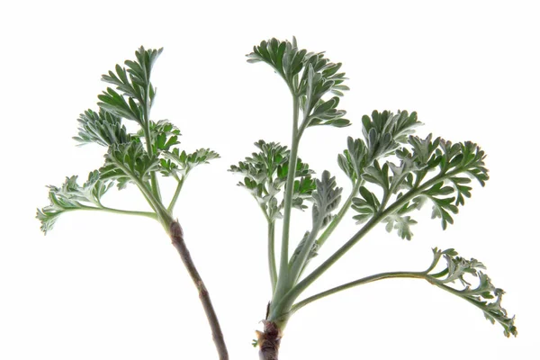 Fiatal Hajtás Tippek Üröm Artemisia Absinthium Elszigetelt Fehér Háttér — Stock Fotó