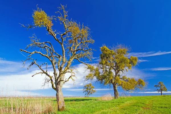 Misteln Bäumen Und Blauem Himmel — Stockfoto