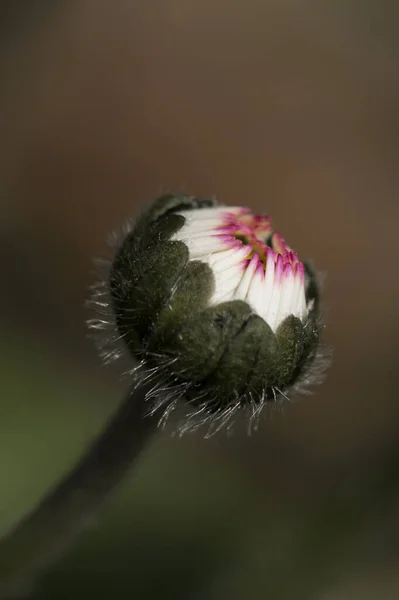 Daisy Full Bloom — Foto de Stock