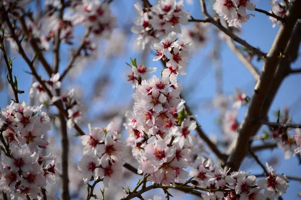 Blossom Mandorle Spagna — Foto Stock