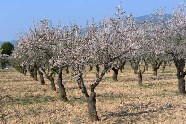 Almond Blossom Hiszpanii — Zdjęcie stockowe