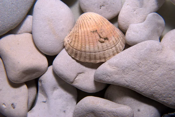 Viele Muscheln Strand — Stockfoto