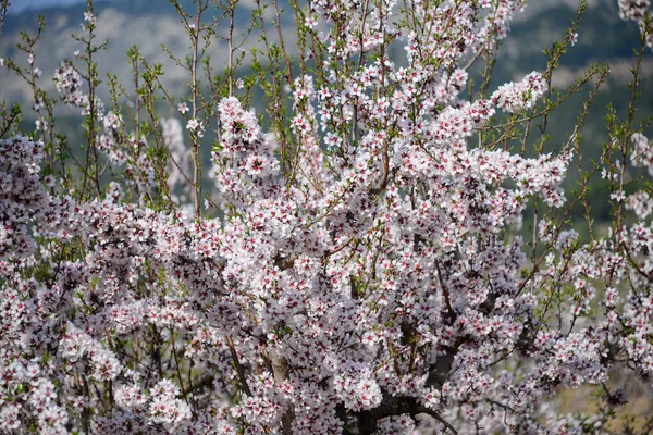 Almond Blossom Spain — Stock Photo, Image
