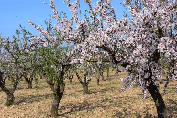 Flor Amêndoa Espanha — Fotografia de Stock