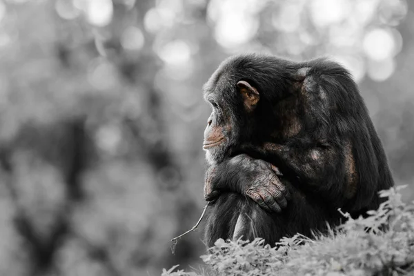 Chimpanzé Sonho Liberdade — Fotografia de Stock