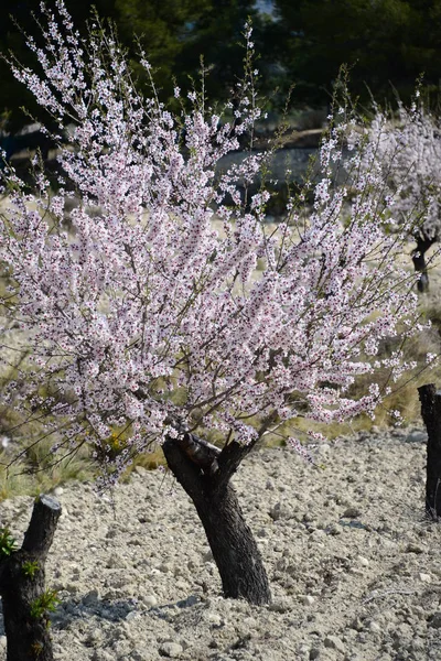 Blossom Mandorle Spagna — Foto Stock