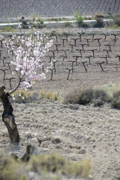 Almond Blossom Espagne — Photo