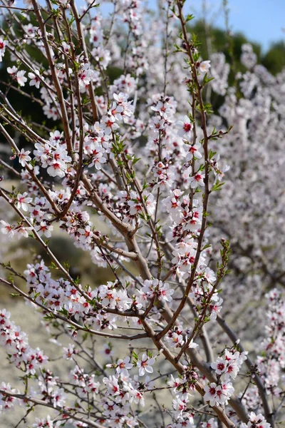 Almond Blossom Hiszpanii — Zdjęcie stockowe