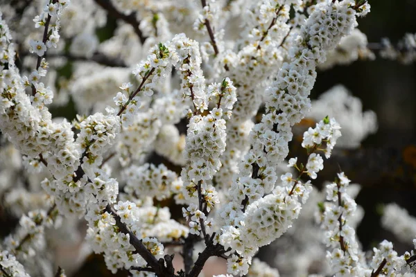 Blossom Mandorle Spagna — Foto Stock