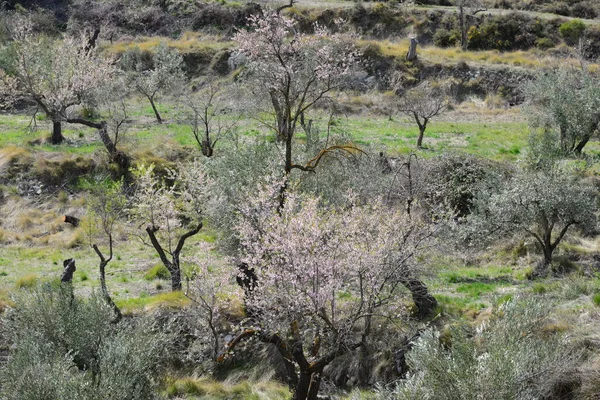 Almond Blossom Spain — Stock Photo, Image