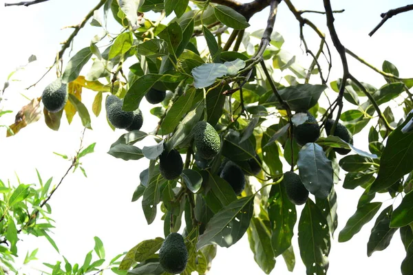 Авокадо Дереві Іспанія — стокове фото