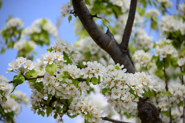 Apple Tree Bloom Španělsko — Stock fotografie