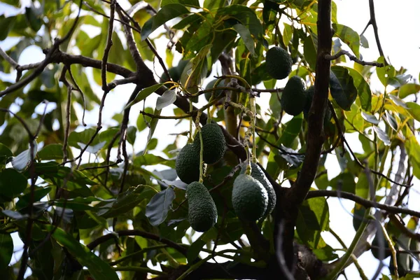 Avocado Aan Boom Spanje — Stockfoto