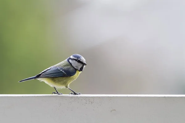 Malowniczy Widok Piękny Ptak Titmouse — Zdjęcie stockowe