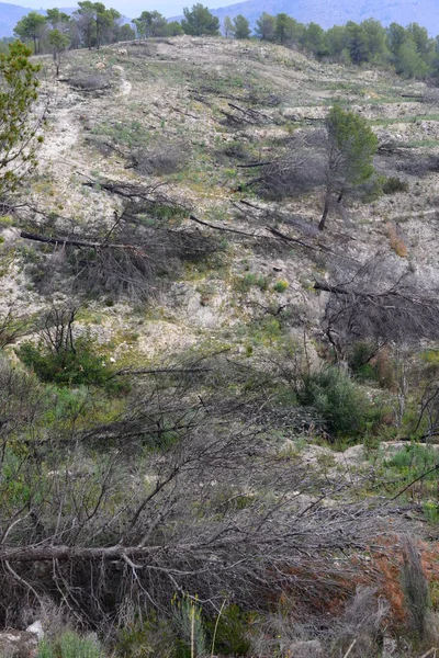 Nach Dem Waldbrand — Stockfoto