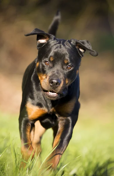 Porträtt Söt Hund — Stockfoto