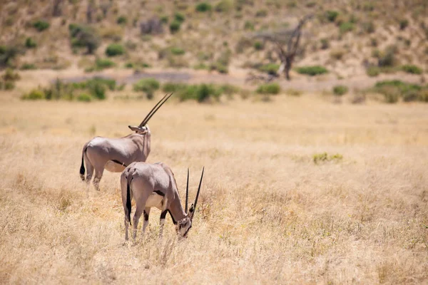 Antilop Vadon Élő Állatok Vadon Élő Állatok — Stock Fotó