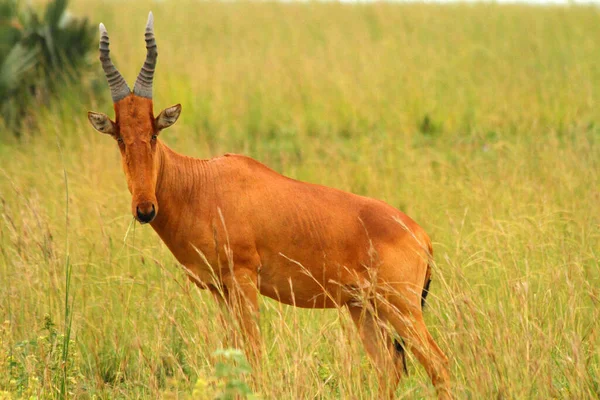 Hartebeest Chews Some Grass While Facing Camera — Stock Photo, Image