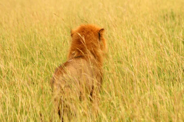雄ライオンはウガンダの草のサバンナを調べる カメラの映像はライオンの後ろから見たものだ — ストック写真