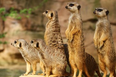 meerkats animals, Suricata suricatta clipart
