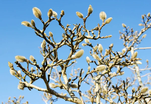 Very Beautiful Tree Buds Spring Star Magnolia — Stock Photo, Image