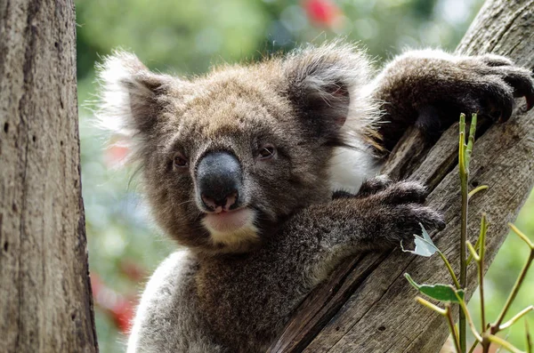 Koala Niedźwiedź Dzika Przyroda Drzewo Zwierzę — Zdjęcie stockowe