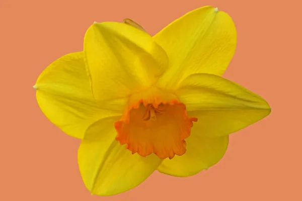 Vacker Vårblomma Påsklilja Narcissus — Stockfoto