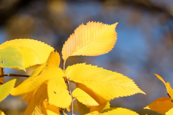 秋の紅葉 秋の植物 — ストック写真