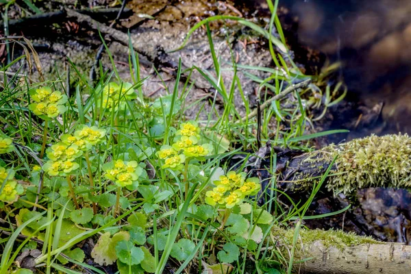 Vår Grön Växt Växer Nära Små Berg Creeck — Stockfoto