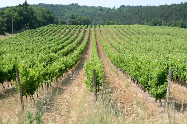 Ett Vinfält Frankrike — Stockfoto