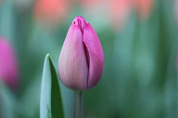 View Beautiful Spring Flowers — Stock Photo, Image