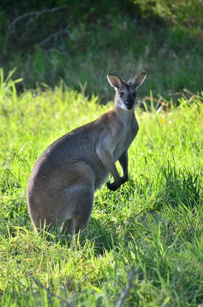 Schattig Kangoeroe Dier Australisch Zoogdier — Stockfoto