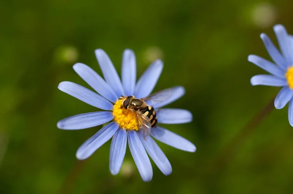 Schwebfliege Oder Schwebfliege Auf Blauem Gänseblümchen — Stockfoto