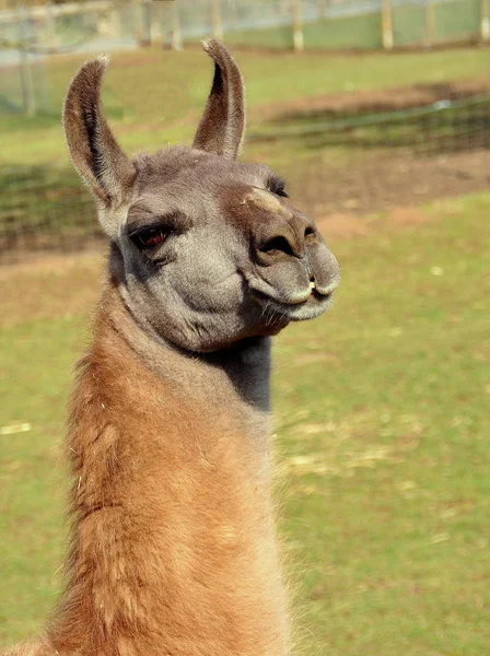 Llama Animal, funny long neck animal