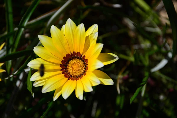 Primo Piano Fiori Primaverili All Aperto — Foto Stock