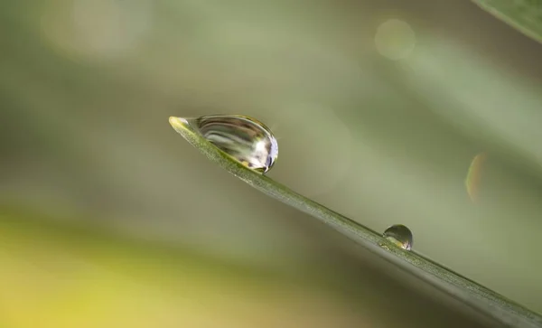 Morning Dewdrops Grass Close — Stock Photo, Image