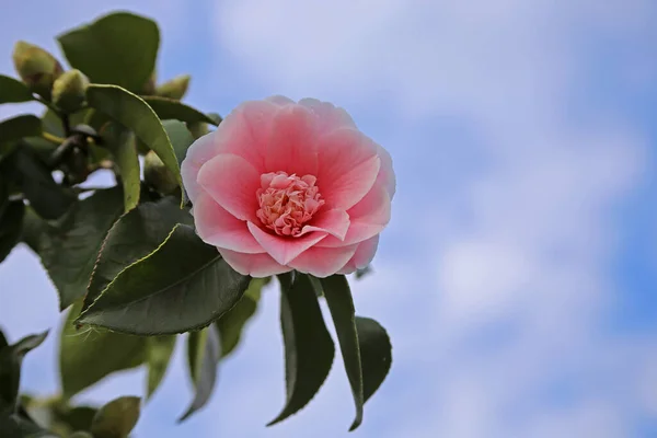 Růžová Kamélie Kvete Před Modrou Oblohou — Stock fotografie