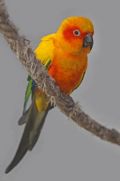Papuga Słoneczna Aratinga Solstitialis — Zdjęcie stockowe