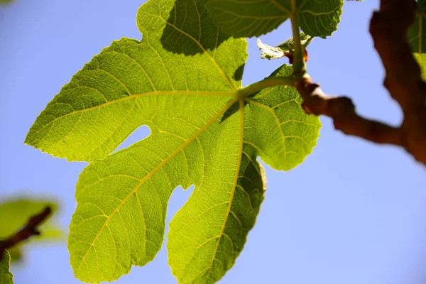 イチジクの実木の緑の葉果物の木 — ストック写真