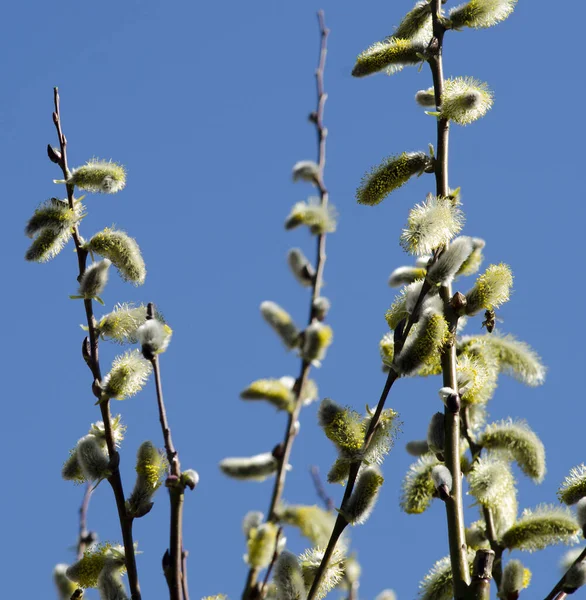 Pussy Willow Spring Catkin — Φωτογραφία Αρχείου