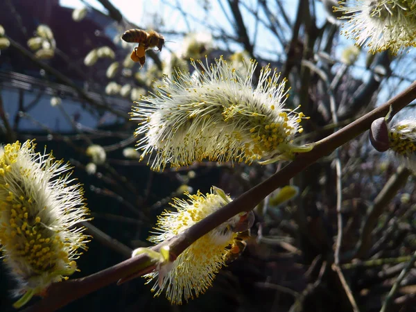 Pussy Willow Spring Catkin — Stock fotografie