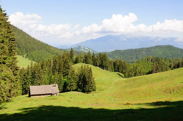 Stará Dřevěná Chatrč Karpat Borovicemi Kolem — Stock fotografie