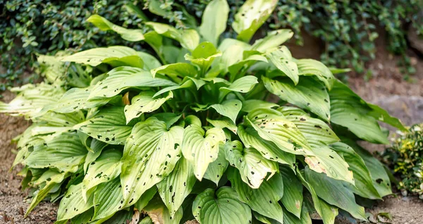 Daun Hijau Pada Tanaman Kebun Dimakan Oleh Siput Dengan Fokus — Stok Foto